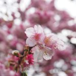 伊豆下田・早咲きの桜ツーリング（1泊2日）