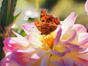 花畑の記事一覧 ツーリングログ